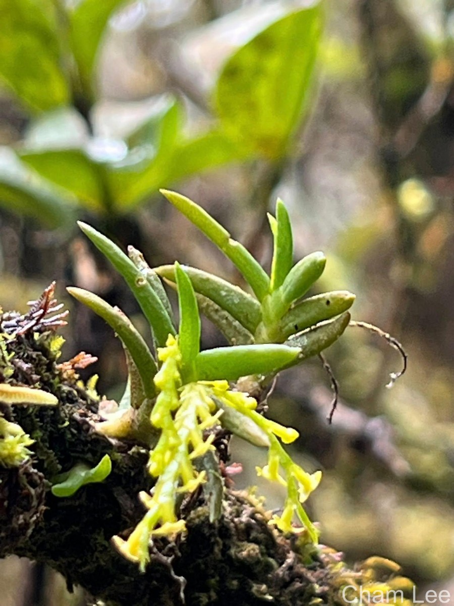 Octarrhena parvula Thwaites